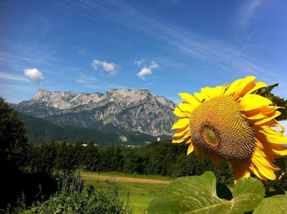 Pension David Hotel Puch bei Hallein Bagian luar foto